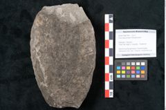Foto (Objekt + Etikett) von Ficus deschmanni Ettingshausen (NHMW-GEO-2024-0188-7987)
